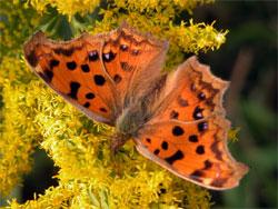 キタテハ。タテハチョウ科。前翅長28ミリメートル前後。翅の地色は橙色から黄色で、黒色の斑点が全面に幾つか入ります。春から秋にかけて、成虫が見られます。幼虫は、カナムグラの葉を食べます。この画像は、セイタカアワダチソウの花に止まっている1個体の成虫を背面から撮影したもので、左下向きで、翅は開いています。