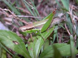 コバネイナゴ。バッタ科。オス成虫の体長は25ミリメートル前後で、メス成虫の体長は32ミリメートル前後です。体色は緑色で、前胸背板の両側に黒い帯が入ります。翅は腹端にわずかに届かないことがほとんどです。成虫は秋に出現します。草食性が強く、草原や水田周辺に生息します。この画像は葉に止まっている1個体を撮影したもので、左向きです。