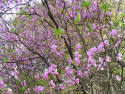 コバノミツバツツジ。ツツジ科。落葉低木で、高さは2から3メートルになります。春先に、深く5裂した漏斗型でピンク色の花が咲きます。花が咲いた後に、枝先に3枚の葉を付けます。この画像は、遠目から多数の花を撮影したもので、少し葉も写っています。