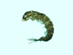 コガタシマトビケラ属の幼虫。シマトビケラ科。幼虫は、細長い体型で、体色は、うすい褐色です。川の上流域から下流域にかけて生息し、石の隙間に網を張って、流下してきた藻類や生物由来の分解途中の有機物などを食べます。この画像は、採集した1個体を白いトレイの上に置いて側面から撮影したもので、頭は上側にあり、腹部を逆C字型に曲げています。