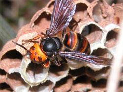 コガタスズメバチ。スズメバチ科。体長25ミリメートル前後。体色は黒色の地色に、腹部の帯が入ります。翅は半透明の褐色です。胸部と腹部の間がくびれています。作り始めの巣は、徳利を逆さにしたような形です。大きくなった巣は、球形で、外殻は、縞模様の半円を重ね合わせた模様になり、横向きに1個、出入り口があります。巣の中には巣盤が何枚かあり、部屋数は最大で800個に達するそうです。この画像は、外殻から取り出した巣盤に残っていた1個体の成虫を背中側から撮影したもので、左向きです。20個ほどの部屋の口が背景に写っています。