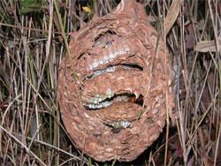 コガタスズメバチの巣の内部。スズメバチ科の巣は1年限りで廃棄されます。この画像は、ネザサの群落に作られた巣の手前側の外殻を取り除いて、中の3段の巣盤を見える状態にしたものです。