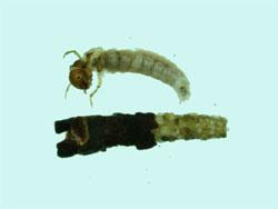 コカクツツトビケラ属の幼虫。コカクツツトビケラ属の幼虫。若齢幼虫は、砂粒を糸で綴り合せて筒巣を作り、老齢幼虫は落葉の切片で筒巣を作ります。成長の境目の時期には、口に近い方が落ち葉で、腹側が砂粒の筒巣になります。この画像は、白いトレイの上側に採集した1個体の幼虫を置き、下側に1個の筒巣を置いて撮影したもので、いずれも左側に頭と筒巣の入口があります。