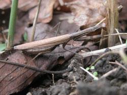 コカマキリ。中型のカマキリ。オス成虫の体長は40から55ミリメートル、メス成虫の体長は45から60ミリメートル。褐色型がほとんどで、ごく稀に緑色型が出ます。後翅は紫黒色です。卵嚢内の卵で冬を越し、春にふ化、秋に成虫になる年1世代の生活史を送ります。捕食者。この画像は、林床にいる1個体のメス成虫を横から撮影したもので、右向きです。