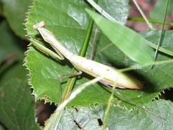 コカマキリの緑色型。中型のカマキリ。オス成虫の体長は40から55ミリメートル、メス成虫の体長は45から60ミリメートル。褐色型がほとんどで、ごく稀に緑色型が出ます。後翅は紫黒色です。卵嚢内の卵で冬を越し、春にふ化、秋に成虫になる年1世代の生活史を送ります。捕食者。この画像は、葉の上にいる1個体のメス成虫の緑色型を撮影したもので、左上向きです。カマキリの仲間は、前脚が鎌状になり、他の昆虫などを捕まえて食べます。