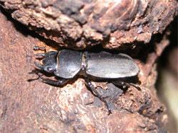 コクワガタ。クワガタムシ科。オスの体長は20から55ミリメートルで、メスの体長は20から30ミリメートルです。体色は黒色から黒い褐色です。クワガタムシ科の特徴は、左右から挟める大あごが前に付き出していることで、特にオスにおいて、大あごが発達します。クワガタムシ科全般において、幼虫はクヌギやコナラの朽ち木の中で生活し、成虫は主に夜間に樹液に集まります。コクワガタの活動している成虫は、主に夏に見られますが、その年には死なずに、成虫のまま越冬する個体もいます。この画像は、木の幹の横向きの隙間に止まっている1個体のメス成虫を撮影したもので、左向きです。