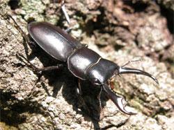 コクワガタのオス。クワガタムシ科。オスの体長は20から55ミリメートルで、メスの体長は20から30ミリメートルです。体色は黒色から黒い褐色です。クワガタムシ科の特徴は、左右から挟める大あごが前に付き出していることで、特にオスにおいて、大あごが発達します。クワガタムシ科全般において、幼虫はクヌギやコナラの朽ち木の中で生活し、成虫は主に夜間に樹液に集まります。コクワガタの活動している成虫は、主に夏に見られますが、その年には死なずに、成虫のまま越冬する個体もいます。この画像は、木の幹に止まっている1個体を撮影したもので、右下向きです。