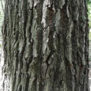 コナラの幹。この画像は、コナラの幹に近寄って撮影したもので、灰色の樹皮が縦に割けている様子が分ります。