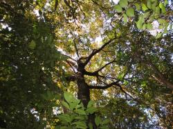 コナラの黄葉。この画像は、林床から、黄葉した林冠に向けて、見上げるように撮影したものです。