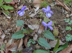 コスミレ。スミレ科。多年草。高さ10センチメートルほどになります。春に紫色の花を咲かせますが、花の色には変異があります。葉の裏は、うす紫色です。この画像は、3個の花を撮影したものです。