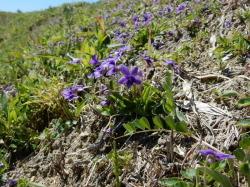 コスミレ。スミレ科。多年草。高さ10センチメートルほどになります。春に紫色で5枚の花びらを持った花を咲かせますが、花の色には変異があります。葉の裏は、うす紫色です。この画像は、左下がりの斜面に咲いた多数の花を含む大きな群落を撮影したものです。