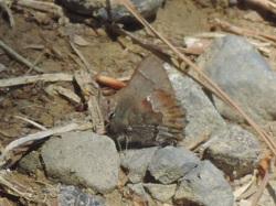 コツバメ。シジミチョウ科。前翅長14ミリメートル前後。翅の表面は、くすんだ青色で、先に行くほど暗くなります。裏面は褐色から濃い褐色で、翅を閉じると、見失いがちになります。成虫は早春にだけ出現します。幼虫は、ツツジ科の花や蕾を食べます。この画像は、地面にある石の上に、翅を閉じて止まっている1個体の成虫を横から撮影したもので、左向きです。