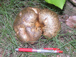 コツブタケ。ニセショウロ科。色は褐色で、ほぼ球形をしていて、普通は柄がありません。長径が20センチメートルに達することがあります。春から秋にかけて地上に生えます。この画像は公園の芝生に生えたもので、下に置いた長さ14センチメートルの赤いボールペンと同じ長径サイズです。