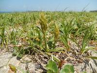 コウボウムギ。カヤツリグサ科。砂浜に生える多年草。根茎は砂中に長く伸び、所々の節から茎を地上に出します。花茎は高さ20センチメートル位になり、硬くて直立し、晩春から夏にかけて、先端に太い淡い黄緑色の穂を一つ付けます。画像の中央には大きな穂が写っていて、その周りにも小さな穂がいくつか写っています。