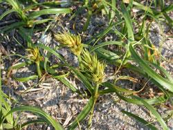 コウボウムギ。カヤツリグサ科。砂浜に生える多年草。根茎は砂中に長く伸び、所々の節から茎を地上に出します。花茎は高さ20センチメートル位になり、硬くて直立し、晩春から夏にかけて、先端に太くて、うす黄緑色の穂を一つ付けます。この画像の中央に、大きな穂が写っていて、その周りにも高さが低い茎がいくつか写っています。