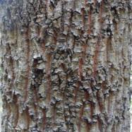 クヌギの幹。この画像は、クヌギの幹に近寄って撮影したもので、灰褐色の樹皮が縦に割けている様子が分ります。コルク質で、指で押すと、少しだけへこみます。裂けた部分は、やや赤みがかって見えます。