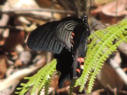 クロアゲハ。アゲハチョウ科。前翅長45から70ミリメートル。翅は黒色で、後翅の特に裏面の縁に赤色の紋が入ります。春から秋にかけて、3世代ほどを送ります。幼虫は、カラタチやサンショウなどのミカン科の葉を食べます。この画像の左側から垂れ下がったシダの葉に止まっている1個体の翅を半開きにした成虫を撮影したもので、頭が上です。以下、注釈です。チョウ類の大きさは、体長よりも、前翅長や開張などの翅の大きさで表すことの方が多いです。また、成虫はいろいろな種類の花から蜜を吸いますが、幼虫の餌植物は限られているため、食性に関しては、幼虫の餌植物を示すことが一般的です。