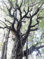 クロバイの木立。この画像は、根元から見上げるようにして撮影したもので、枝分かれの多さが分かります。