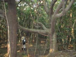 クロバイ。千石荘（せんごくの杜）において、クロバイの大木を見上げている元館長の上久保文貴先生。クロバイは横向きに大きな枝を張ることがあります。