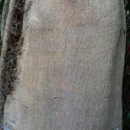 クロガネモチの幹。この画像は、クロガネモチの幹を近くから撮影したもので、表面には、割れや筋、突起などがありません。