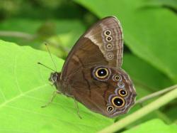 クロヒカゲ。タテハチョウ科の中のジャノメチョウの仲間です。前翅長23から33ミリメートル。翅は濃い褐色で、裏面に幾つかの目玉模様があります。眼玉模様を取り囲む紫色の環紋がきれいです。成虫は、春から秋まで林内で見られ、樹液に来ることもあります。幼虫はイネ科の葉を食べます。この画像は、葉の上に止まって翅を閉じている1個体の成虫を横から撮影したもので、左向きです。