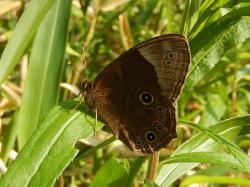 クロヒカゲ。タテハチョウ科の中のジャノメチョウの仲間です。前翅長23から33ミリメートル。翅は濃い褐色で、裏面に幾つかの目玉模様があります。眼玉模様を取り囲む紫色の環紋がきれいです。成虫は、春から秋まで林内で見られ、樹液に来ることもあります。幼虫はイネ科の葉を食べます。この画像は、葉の上に止まって翅を閉じている1個体を横から撮影したもので、左向きです。