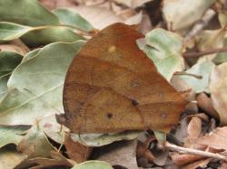 クロコノマチョウ。タテハチョウ科。ジャノメチョウの仲間です。ジャノメチョウの仲間はふつう、翅の縁に黒い目玉模様のような円紋が並びます。クロコノマチョウの前翅長は38ミリメートル前後です。翅は褐色で、秋に出現するタイプは、翅の裏に小さな円紋がいくつか並びます。林内を好み、林床に翅を閉じて止まっていると、枯葉にまぎれて、見つけるのが困難です。成虫で冬を越します。幼虫は、ジュズダマやススキなどのイネ科植物の葉を食べます。この画像は、林床に止まった1個体を横から撮影したものです。背景にまだ緑色が残っている落ち葉があるため、やや見つけやすい状態でした。