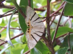 クロミスジシロエダシャク。シャクガ科。開帳34から40ミリメートル。翅の地色は白色で、前翅の前縁から垂直に3本の黒帯が入り、後翅の後端には橙色の斑紋が入ります。8月から10月にかけて成虫が出現します。幼虫はエゴノキ科の葉を食べます。この画像は、翅を平らに開いて枝に止まっている1個体を背中側から撮影したもので、頭は右向きです。以下、注釈です。ガの仲間は、翅を閉じて止まるのが多数派ですが、シャクガ科はふつう、翅を開いた状態で止まります。
