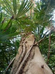 クロガネモチの木立。この画像は、根元から見上げるようにして撮影したもので、周りにはシュロの葉が、幹にはキヅタが絡まっているのが写っています。