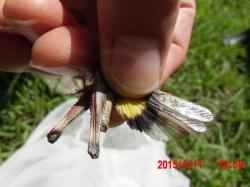 クルマバッタ。バッタ科。オス成虫の体長は35ミリメートル前後で、メス成虫の体長は55ミリメートル前後です。円筒形の体型をしていて、頭部は丸まっています。緑色型と褐色型がいます。前翅には褐色の斑紋が入ります。後翅の外よりに円の4分の1の黒帯が入ります。草丈のとても低い草原などに生息し、イネ科の葉を好みます。成虫は夏から秋にかけて出現します。この画像は、捕まえた1個体を指で掴んで、翅を広げている状態を撮影したものです。