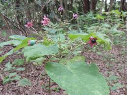 クサギ。シソ科。落葉小高木。高さ4から8メートルほどになります。葉は幅広で、独特に匂いがします。夏から秋にかけて、5裂に大きく開いた白い花を咲かせます。それぞれの裂片は、長さ1センチメートル以上で、細長い形をしています。雄蕊と雌蕊が長く突き出るのが特徴です。花には芳香があります。秋に、紅紫色に5裂して開いた咢の先に、濃紫色の実を付けます。この画像は、まだ低木の1本の先に、6個ほどの実が付いている状態を撮影したもので、葉も数枚、写っています。