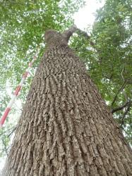 クスノキの木立。この画像は、クスノキの根元から見上げるように撮影したもので、暗褐色の樹皮が縦に割ける様子が分かります。