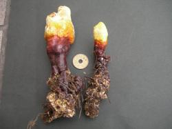 マンネンタケの幼菌。マンネンタケ科。樹木の腐朽菌です。成長すると、柄から、赤褐色の傘が扇状に広がります。柄も傘もとても硬いことが特徴です。この画像は、まだ成長していない幼菌の段階で、採集寄贈された2本を黒色の紙に置いて撮影したものです。