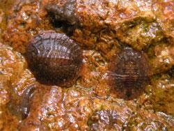 マルヒラタドロムシ属の幼虫。ヒラタドロムシ科。体長4ミリメートル前後。成虫は丸っこい体型で、前胸背板と前翅は黒色です。成虫は春に出現します。幼虫は水生で、円盤のような形をしています。腹部の下面に総状のエラがあります。この画像は、川底から拾い上げた石にへばり付いていた2個体の幼虫を背中側から撮影したもので、左側に写っている個体は左向きで、右側に写っている個体は上向きです。