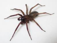 メガネヤチグモ。ヤチグモ科。オスの体長は12ミリメートル前後。メスの体長は14ミリメートル前後。体色は褐色で、腹部平面にに不規則な斑紋があります。主に平地の人家や公園周辺などに生息し、地表近くに筒状の巣をつくります。画像は採集した1個体を白いトレイの上に置いて撮影したもので、左向きです。