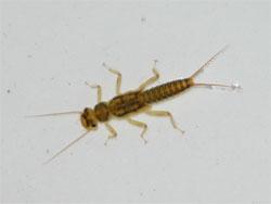 ミドリカワゲラモドキ属の幼虫。アミメカワゲラ科。体長10ミリメートル以下。ミドリカワゲラモドキ属も、何種類か含まれていると思われます。この画像の幼虫は、褐色で、濃淡の模様があり、脚は黄褐色です。採集した1個体の幼虫を白いトレイに入れて撮影したもので、左向きです。