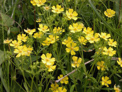 ミツバツチグリ。バラ科。多年草。茎の高さは30センチメートルに達することがあります。葉は和名が示すように、3枚の小葉から成ります。春に5枚の花びらを持った黄色い花を咲かせます。この画像には、30個ほどの黄色い花が写っています。