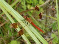 ミヤマアカネ。トンボ科。体長30から40ミリメートル。アカトンボの仲間です。前翅と後翅の先から内側に褐色の帯があるのが特徴で、他のアカトンボと見分けがつきます。和泉葛城山の山頂では8月ごろに見られます。幼虫と成虫とも捕食者です。この画像は、イネ科植物の葉に、翅を広げて止まっている1個体を撮影したもので、頭部が左上向きです。