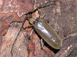 ミヤマカミキリ。カミキリムシ科。体長50ミリメートルを超えることがあります。体色は褐色で、長い触角は黒色です。成虫は6月から8月にかけて出現し、夜間、クヌギなどの樹液に来ます。幼虫は主にブナ科植物の材を食べます。この画像は、木の幹に止まっている1個体の成虫を背中側から撮影したもので、左上向きです。