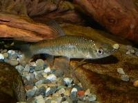 モツゴ。コイ科。淡水魚。全長8cm前後。体色は銀白色で、側面に不明瞭な暗色の線が入ります。口が小さく、受け口であることから、クチボソと呼ばれることがあります。川の下流域、池、水田、用水路などに生息します。雑食性で、水生昆虫や、石に付着した藻類などを食べます。画像は、水槽内の1個体を撮影したもので、右向きです。