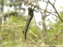 ムカシトンボ。ムカシトンボ科。体長50ミリメートル前後。体はトンボ目としては太く、サナエトンボ類やヤンマ類のように黒色と黄色の部分があり、翅はイトトンボ類のように前翅と後翅がほぼ同じ形をしています。捕食者。幼虫は山地の渓流に生息し、春に羽化します。この画像は、草に掴まって止まっている1個体を撮影したもので、翅を閉じてぶら下がるように止まるのもムカシトンボの特徴です。