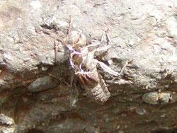 ムカシトンボの羽化殻。この画像は、石に掴まって羽化した後の脱皮殻を撮影したもので、頭部が上です。ムカシトンボは比較的、水辺から離れて羽化することが知られています。
