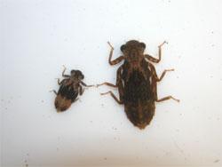 ムカシトンボの幼虫。この画像は、採集した2個体の幼虫を白いトレイに置いて背中側から撮影したものです。両個体とも頭が上です。左側の幼虫は若い幼虫で、体部の中央が黒く、その前後は白色のツートンカラーで、右側の幼虫は羽化前の幼虫で、全身が暗褐色です。幼虫期間が7年ほどと長く、同じ時期に、様々なサイズの個体が採集されることがあります。