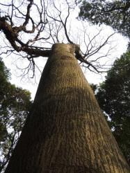 ムクノキの木立。この画像は、根元から見上げるようにして撮影したもので、直立していて、かなり高い部分から枝が出ています。