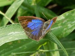 ムラサキシジミ。シジミチョウ科。前翅長18ミリメートル前後。翅の表面は内側が光沢のある青紫色で、太く黒い褐色の縁どりがあります。翅の裏面は、うすい褐色に、わずかな濃淡の帯や斑紋が入ります。後翅の尾状突起はありません。成虫で冬を越し、年に3世代ほどを繰り返します。幼虫はアラカシ、クヌギ、コナラなどの新芽や葉を食べます。この画像は、葉に止まった1個体の成虫を右手後ろから撮影したもので、頭が奥になります。翅はかなり開いていて、表面の青紫色の部分が見えています。