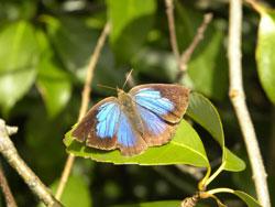 ムラサキシジミ。シジミチョウ科。前翅長18ミリメートル前後。翅の表面は内側が光沢のある青紫色で、太く黒い褐色の縁どりがあります。翅の裏面は、うすい褐色に、わずかな濃淡の帯や斑紋が入ります。後翅の尾状突起はありません。成虫で冬を越し、年に3世代ほどを繰り返します。幼虫はアラカシ、クヌギ、コナラなどの新芽や葉を食べます。この画像は、葉の上に止まった1個体の成虫を右手後ろから撮影したもので、頭が奥になります。翅はかなり開いていて、表面の青紫色の部分が見えています。