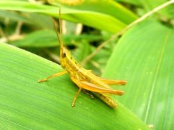 ナキイナゴ。バッタ科。体長20から30ミリメートル。オスの体色は黄褐色で、ほとんど黄色の個体もいます。メスの体色はくすんだ褐色です。ふつう翅は、尾端を越えません。初夏を中心に、昼間にイネ科などの草の上で、オス成虫が翅と後脚をこすり合わせて鳴く姿が見られます。この画像は、ササの葉の上に止まっている1個体を撮影したもので、左向きです。