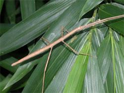 ナナフシモドキ。ナナフシ科。オス成虫の体長は60ミリメートル程度。メス成虫の体長は85ミリメートル程度。緑色型と褐色型がいます。ナナフシの仲間なので、細長い体形で、長い脚をしています。成虫になっても翅は生えません。ナナフシモドキの見分け方は、触角が短いことです。バラ科やブナ科など様々な植物を摂食します。初夏から秋にかけて成虫が見られ、卵で冬を越します。この画像は葉に止まっている1個体の褐色型のメス成虫を撮影したもので、右向きです。