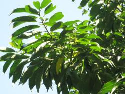 ナナメノキの葉。この画像は、枝先を撮影したもので、細長い葉と、まだ熟していない緑色の実が多数、写っています。