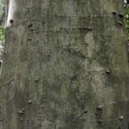 ナナメノキの幹。この画像は、ナナメノキの幹を近くから撮影したもので、うすい灰色の幹に、いくつかちいさいこぶが出来ています。